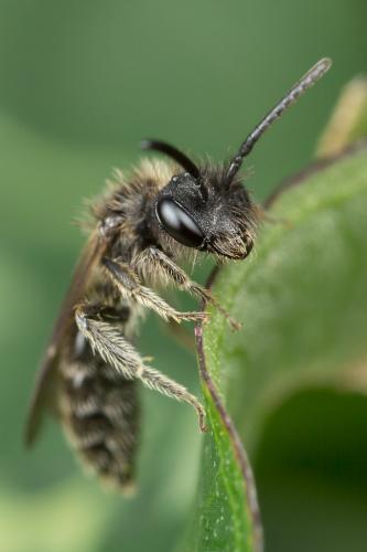 Andrena minutula